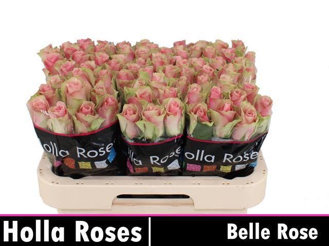 20x Rosa belle rose 60cm