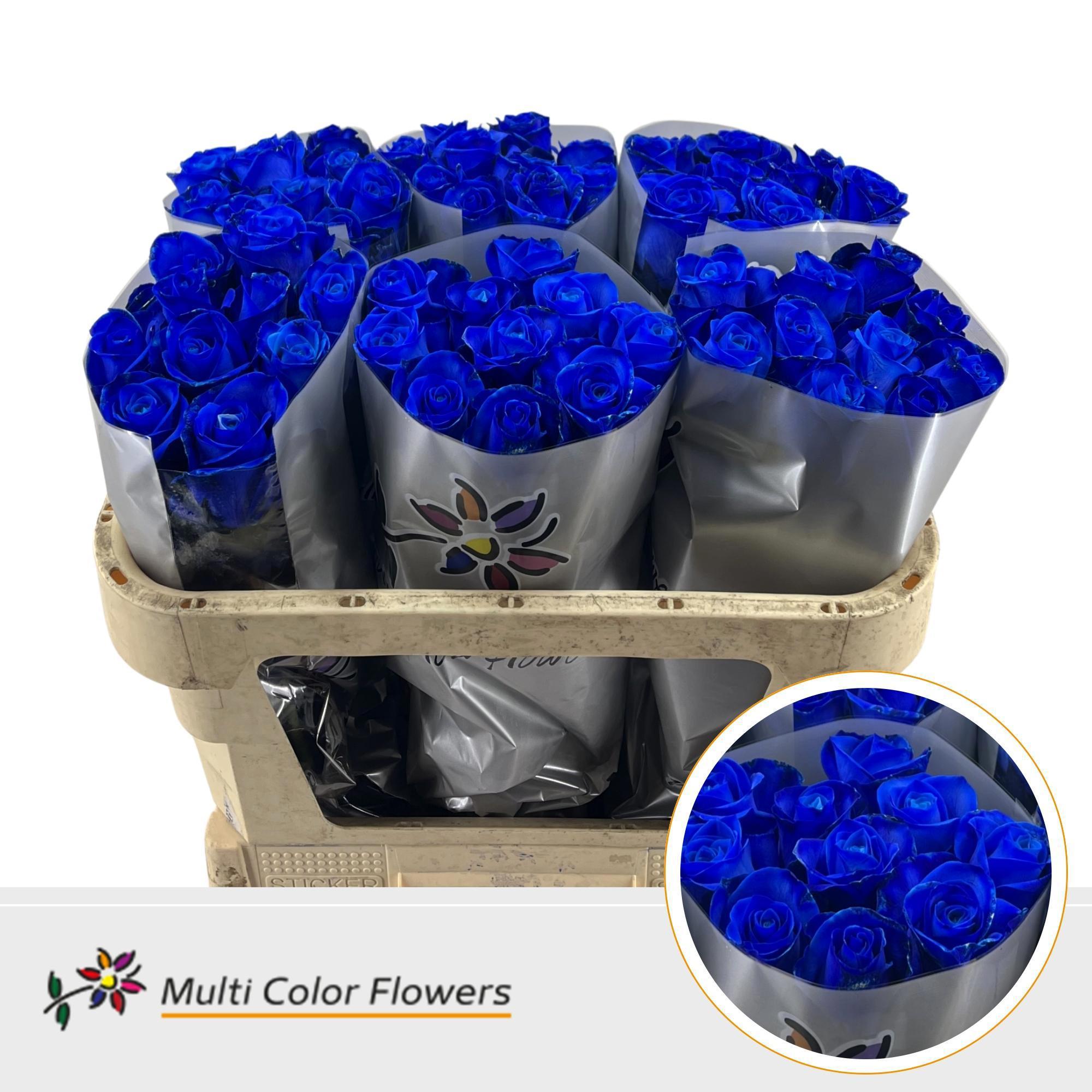 20x Rosa blauw 70cm