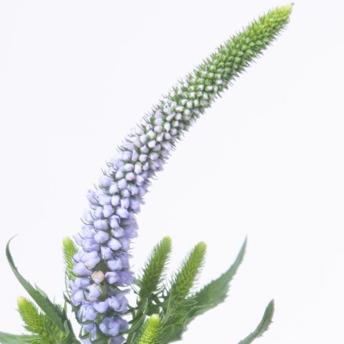 25x Veron.clea june 60cm