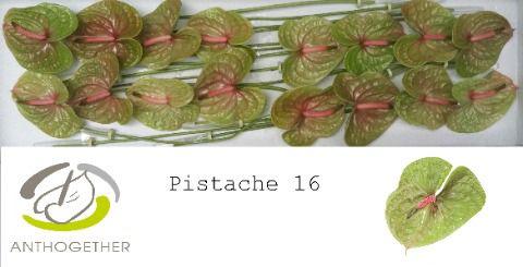 16x Anth.pistache 10cm