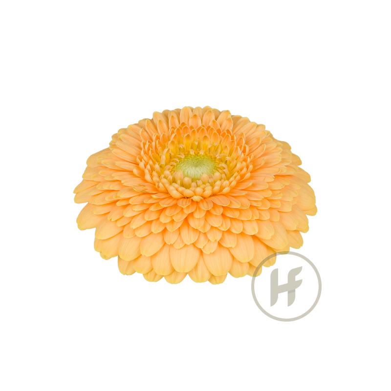60x Germ.pomponi peachy 40cm