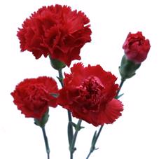 20x Dian.tr. - rood 60cm