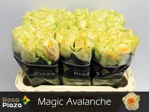 20x Rosa magic avalanche+ 60cm