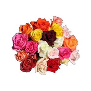 25x Rosa mix/bos rainbow elite 50cm