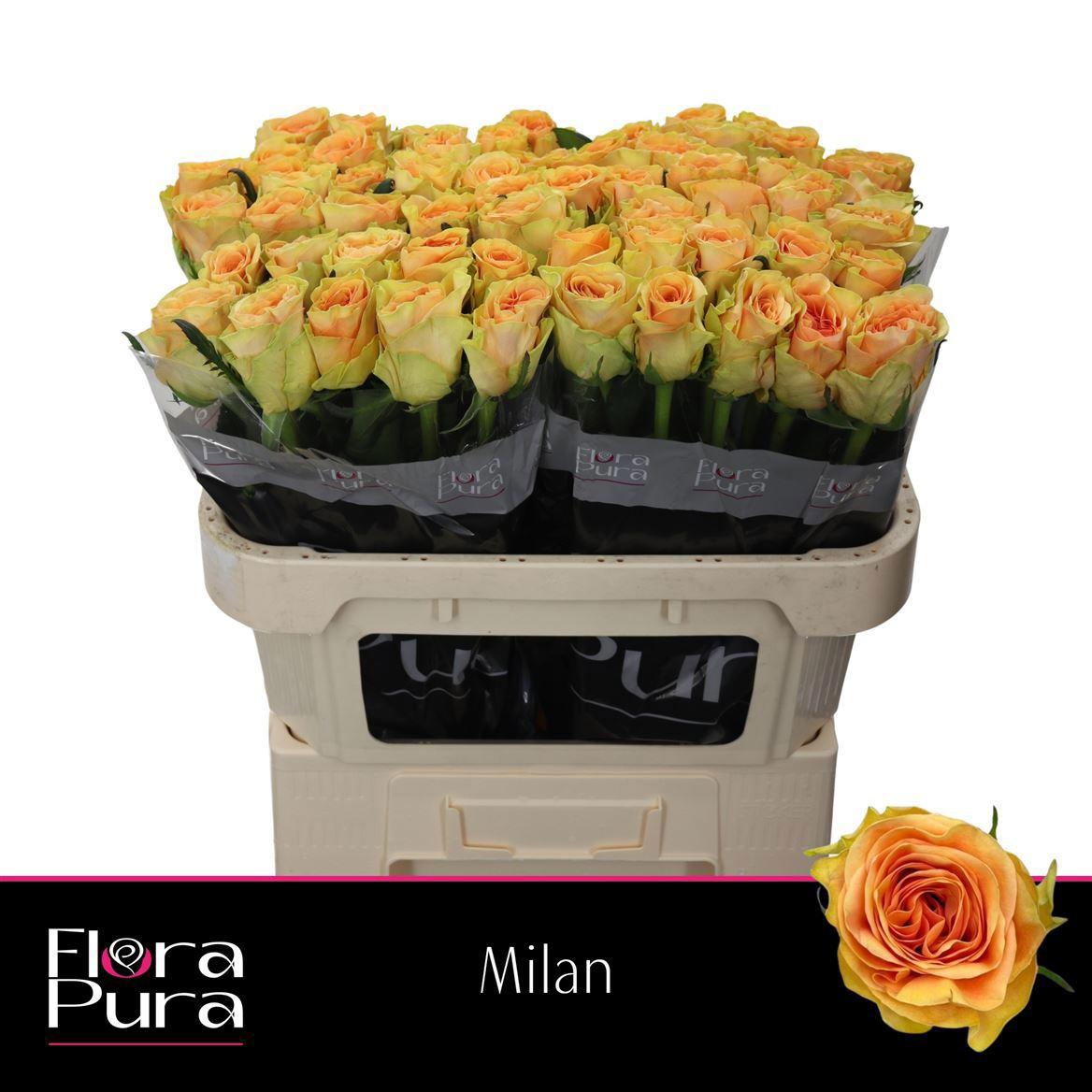 20x Rosa milan 70cm