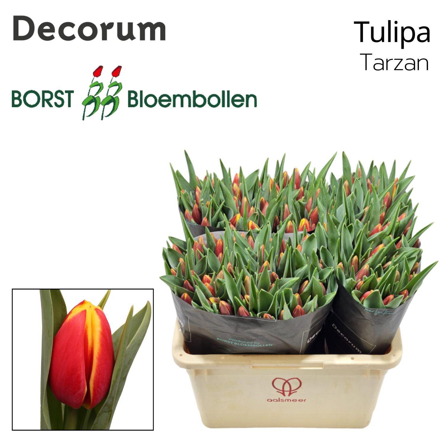 50x Tulipa tarzan en 50cm