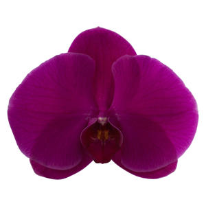 25x Phal.purple haze