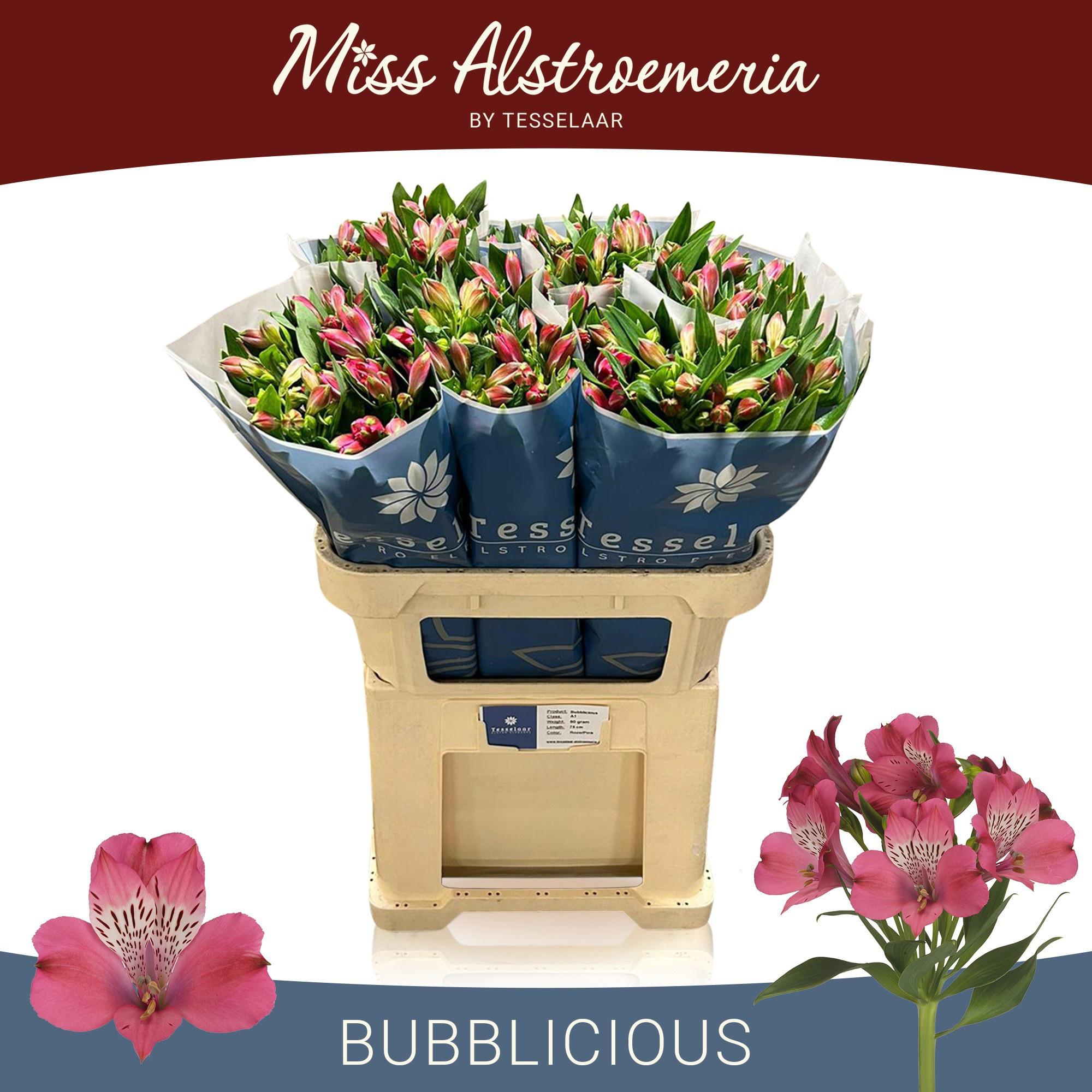 10x Alstroemeria bubblicious 70cm