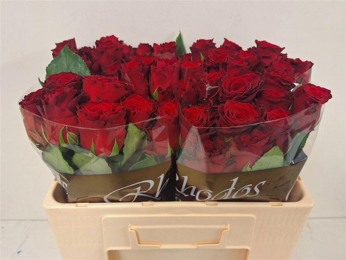 20x Rosa rhodos 50cm