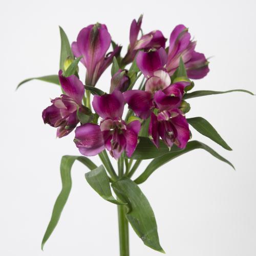 10x Alstroemeria kimora 70cm