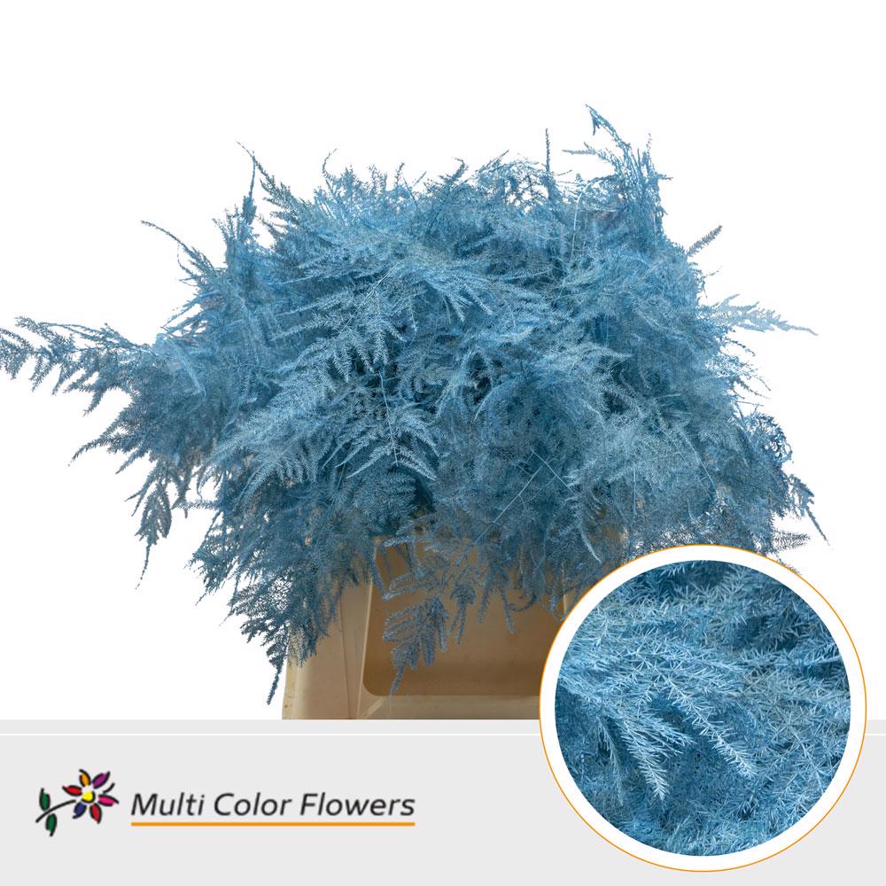 50x Aspar.set.1e veren blauw 40cm