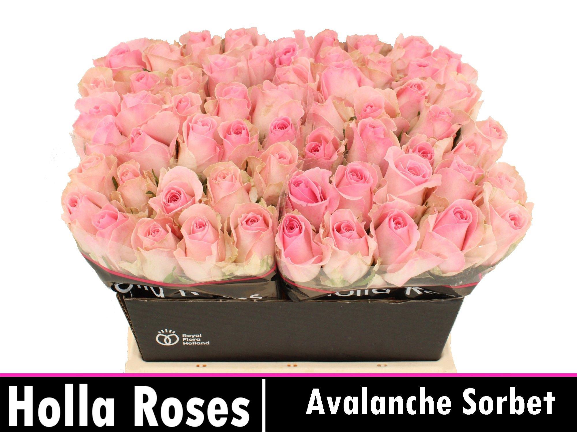 20x Rosa avalanche sorbet+ 40cm