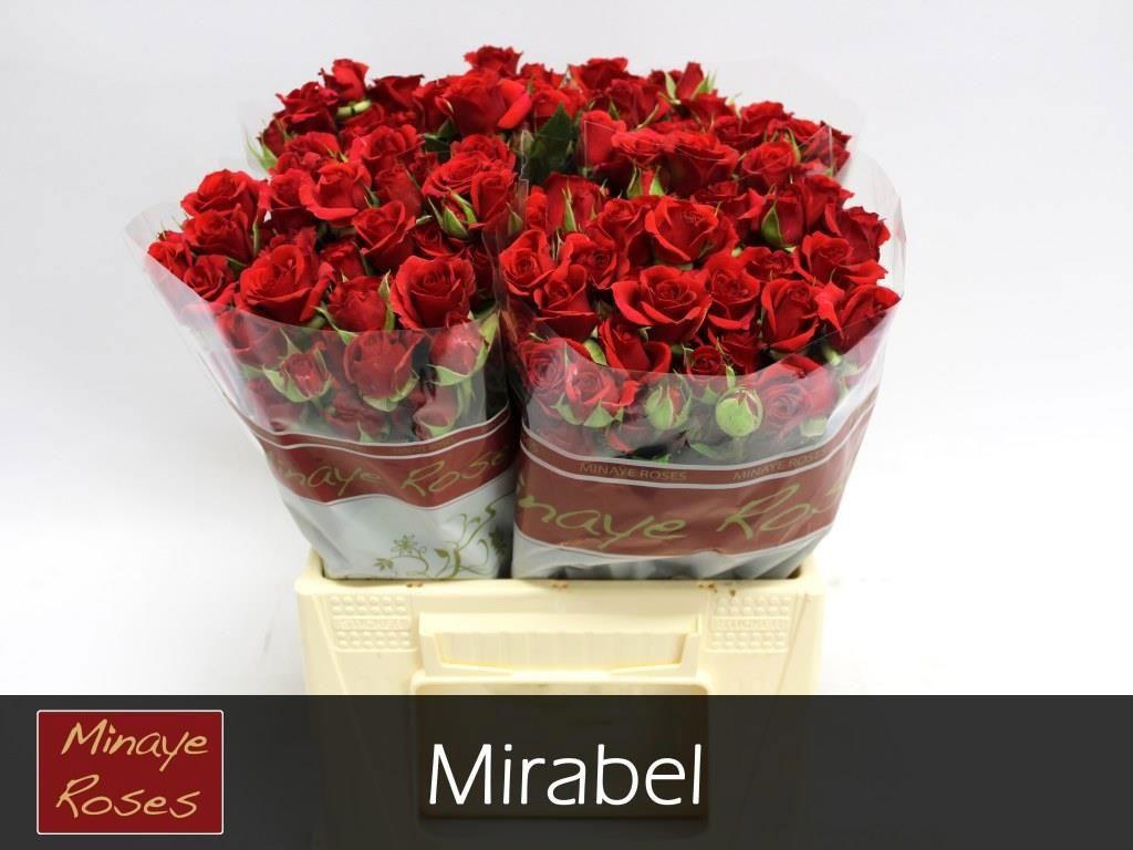 10x Rosa mirabel 40cm