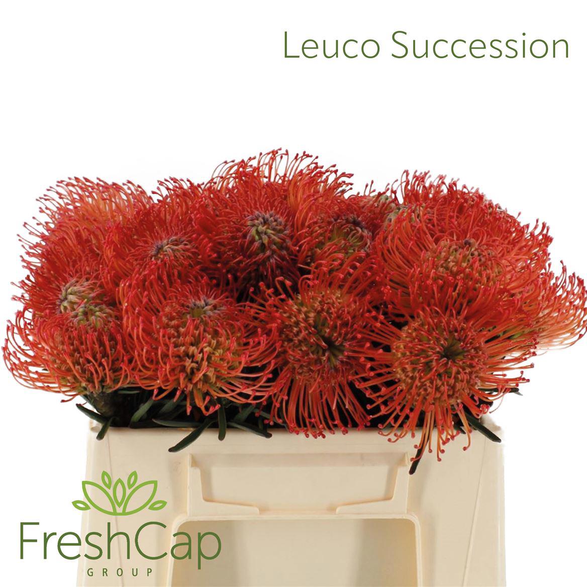 5x Leucos.succession 30cm