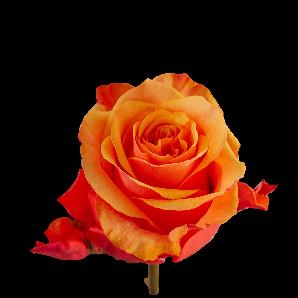 20x Rosa espana 60cm