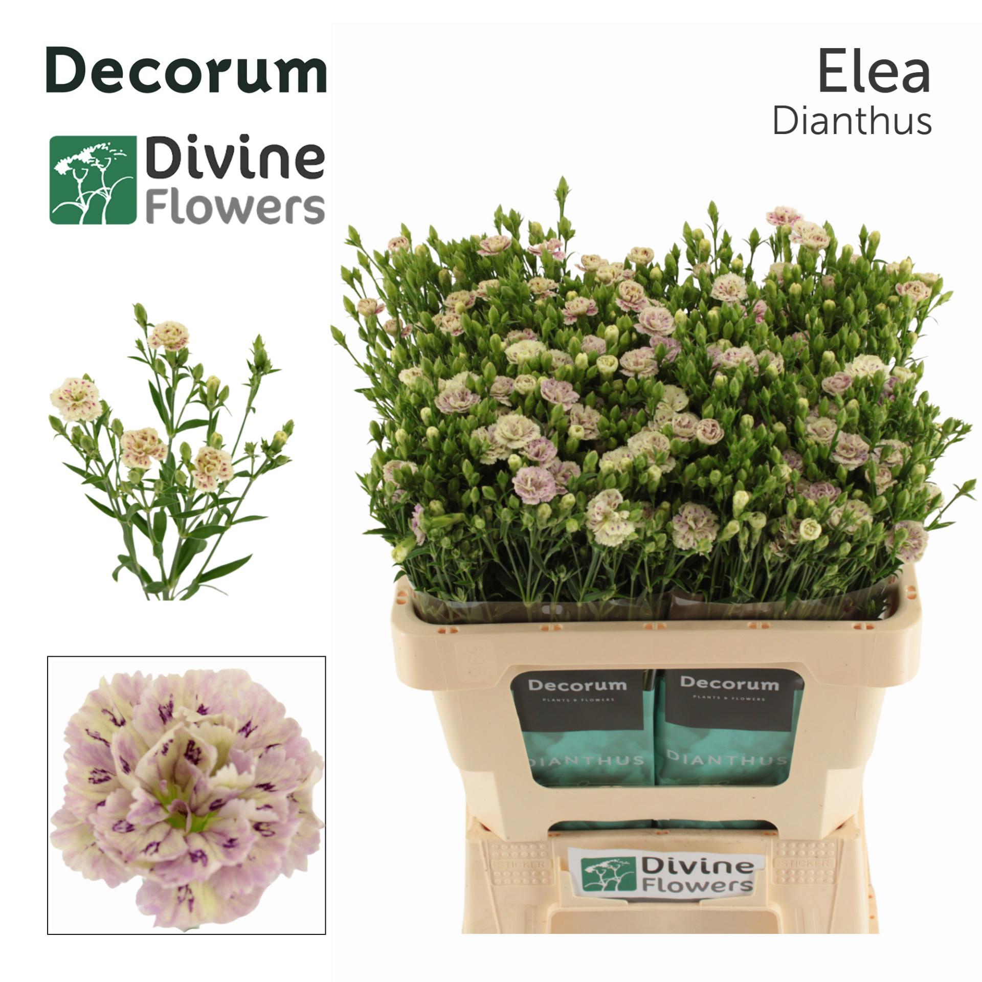 20x Dian.tr.raffine elea 50cm