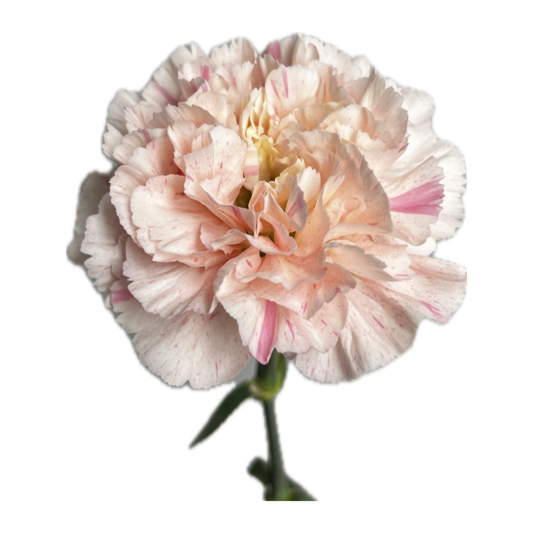 20x Dian.st.minami sakura 60cm