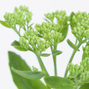 25x Sedum spectabile groen 50cm