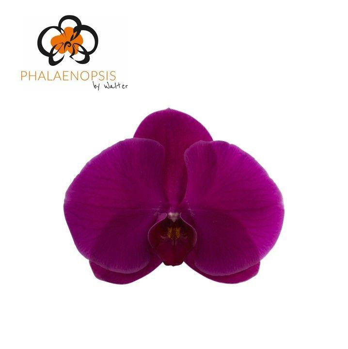 25x Phal.purple haze