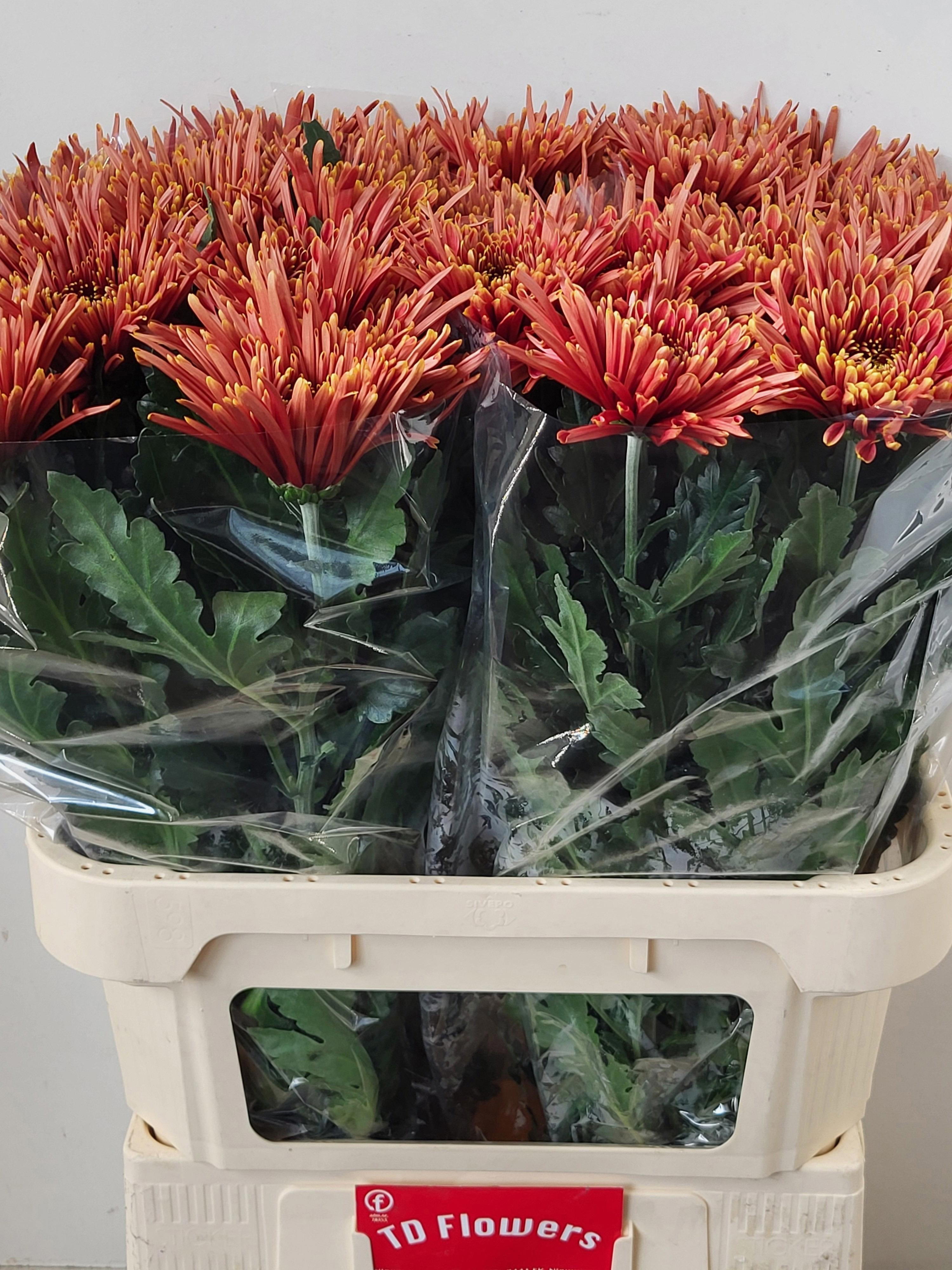 10x Chrysant tula copper g 80cm
