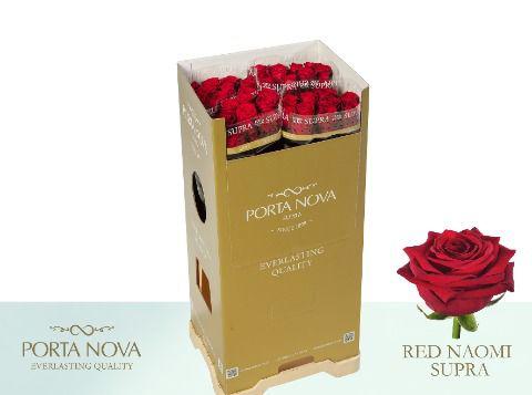 10x Rosa red naomi! 80cm
