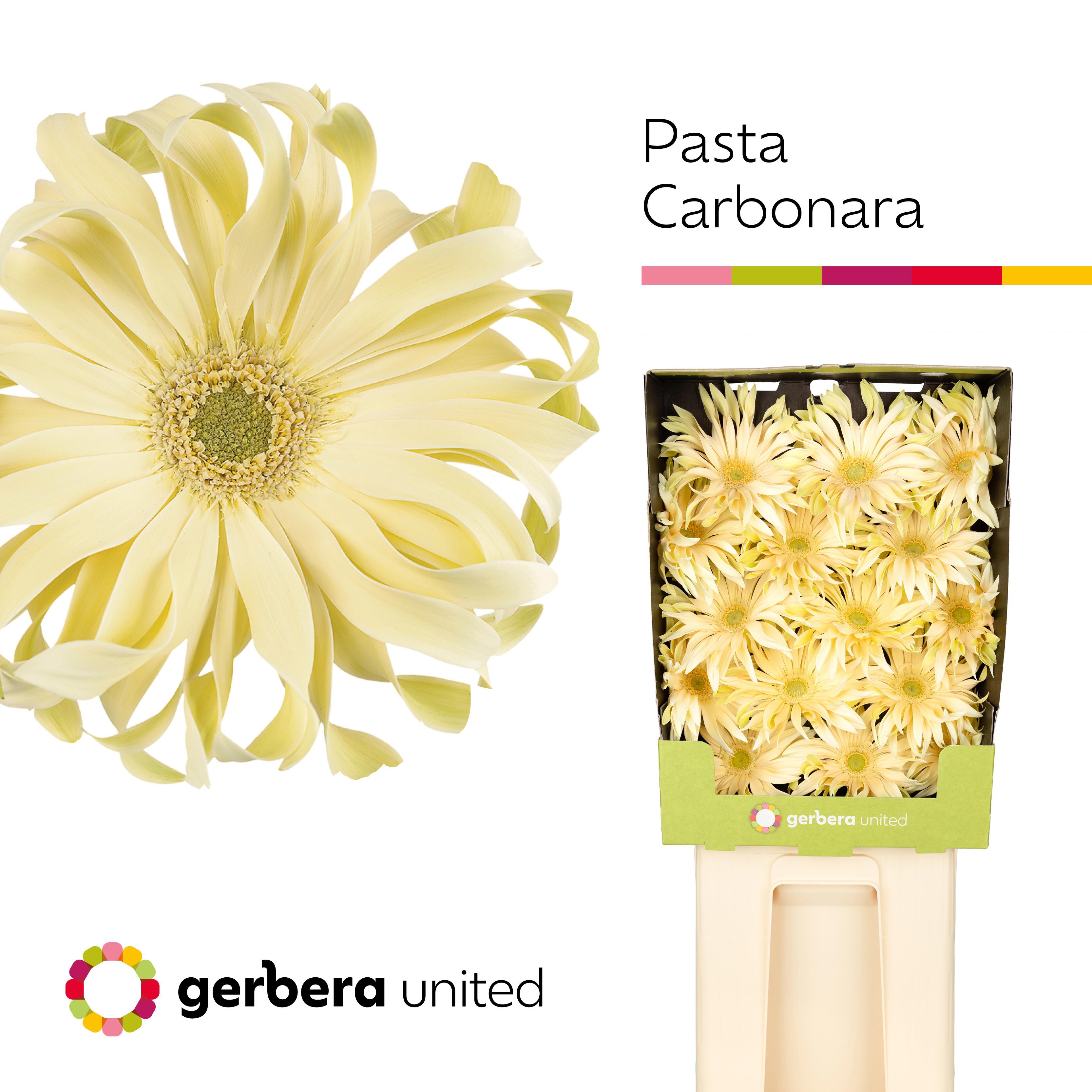 15x Gerb.pasta carbonara 70cm