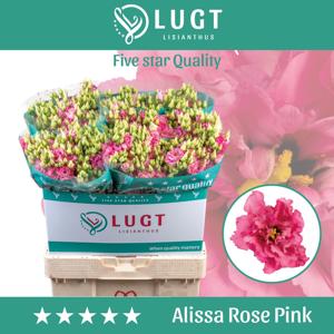 10x Eust.alissa rose pink du 70cm