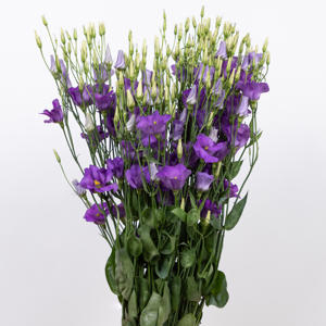 10x Eust.botanic blue en 70cm