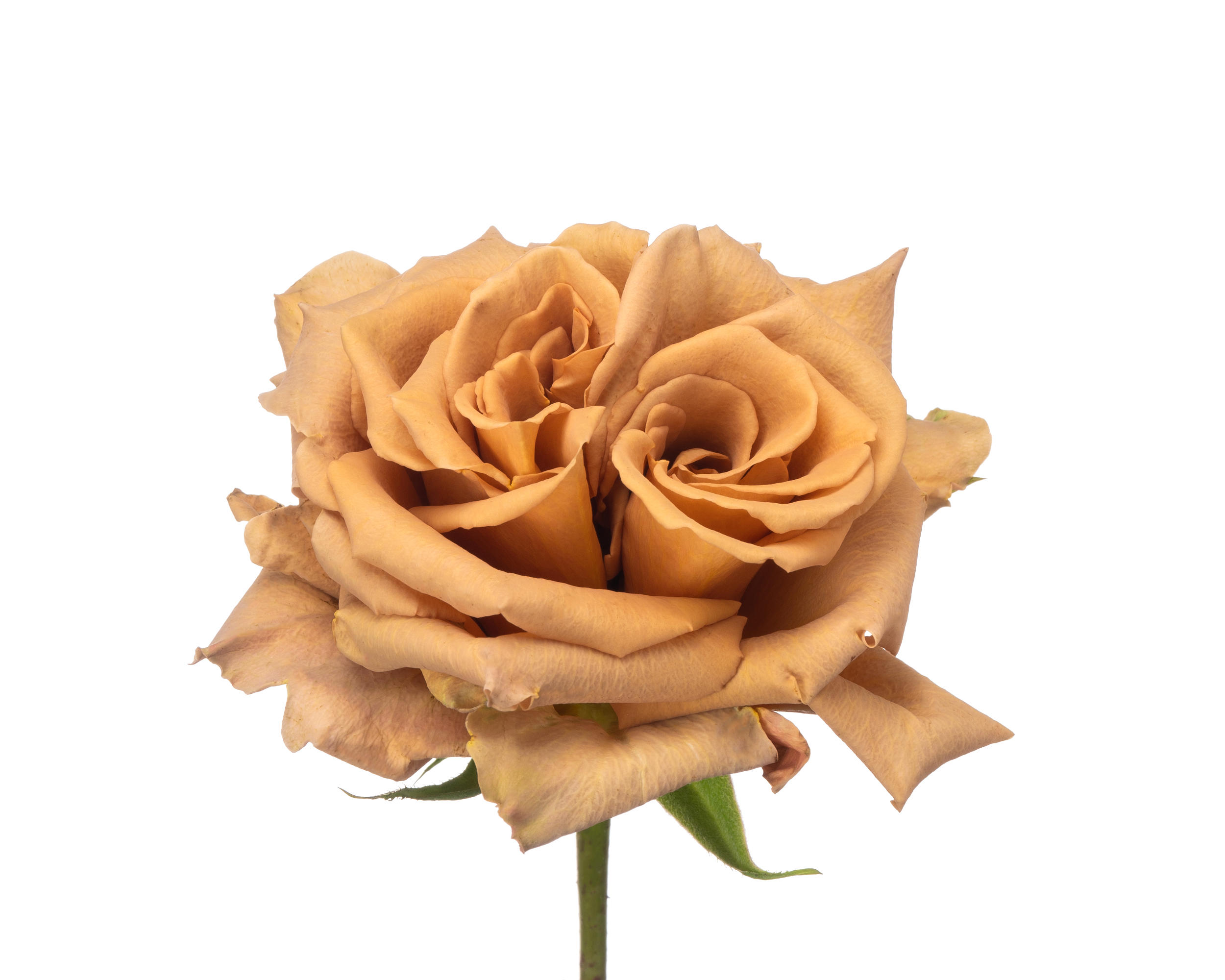 25x Rosa toffee 70cm