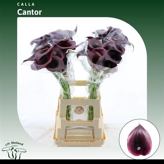 10x Zant.cantor 60cm