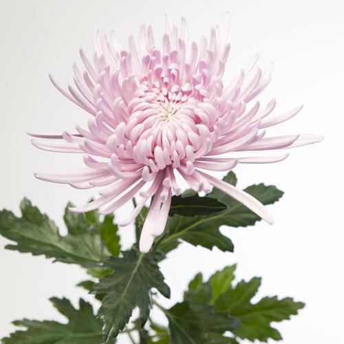 10x Chrysant cipria 70cm
