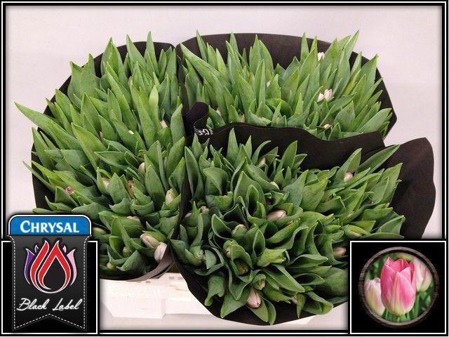 50x Tulipa dynasty en 40cm
