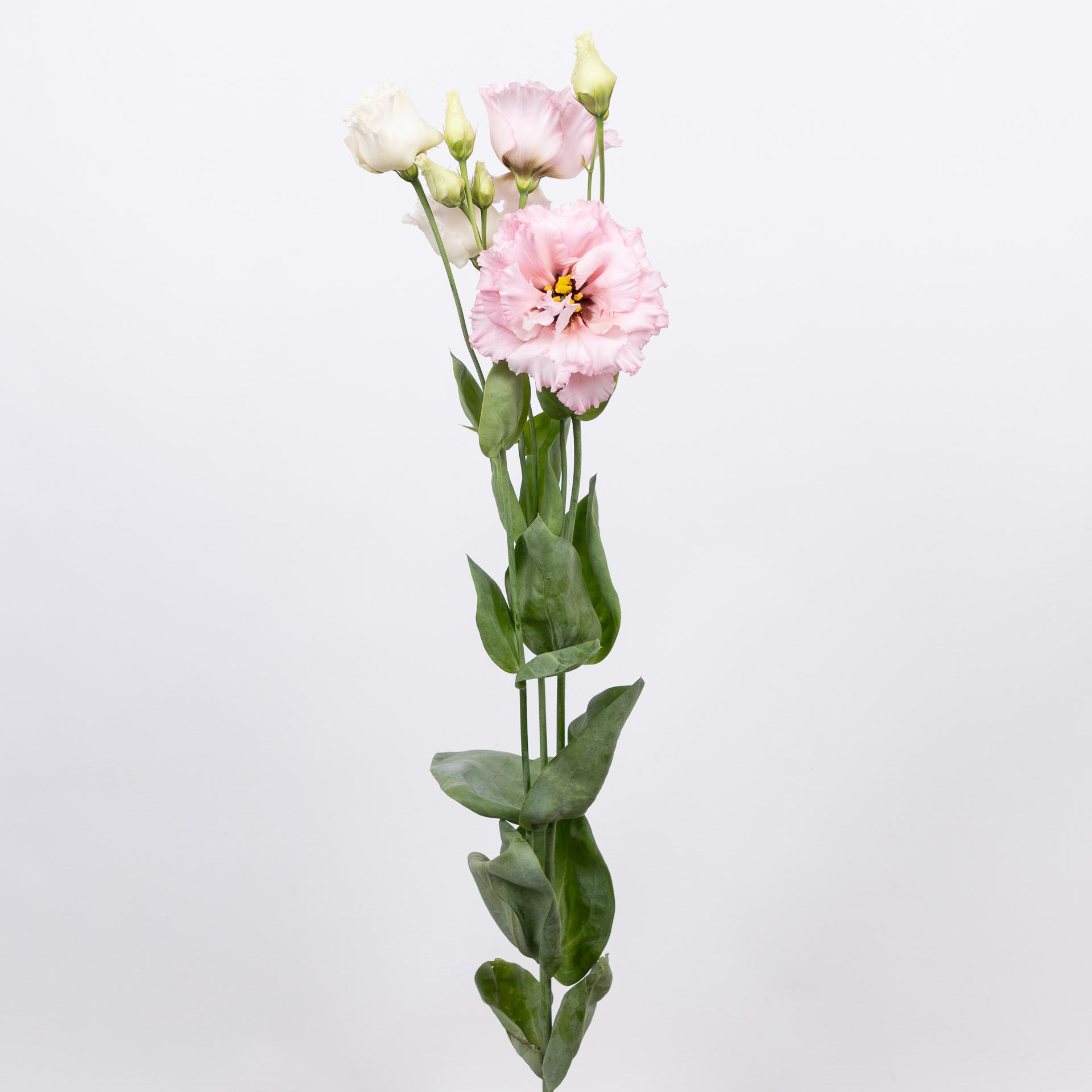 10x Eust.celeb queen du 70cm