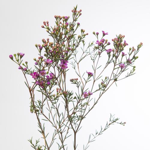 25x Cham.rotem 60cm