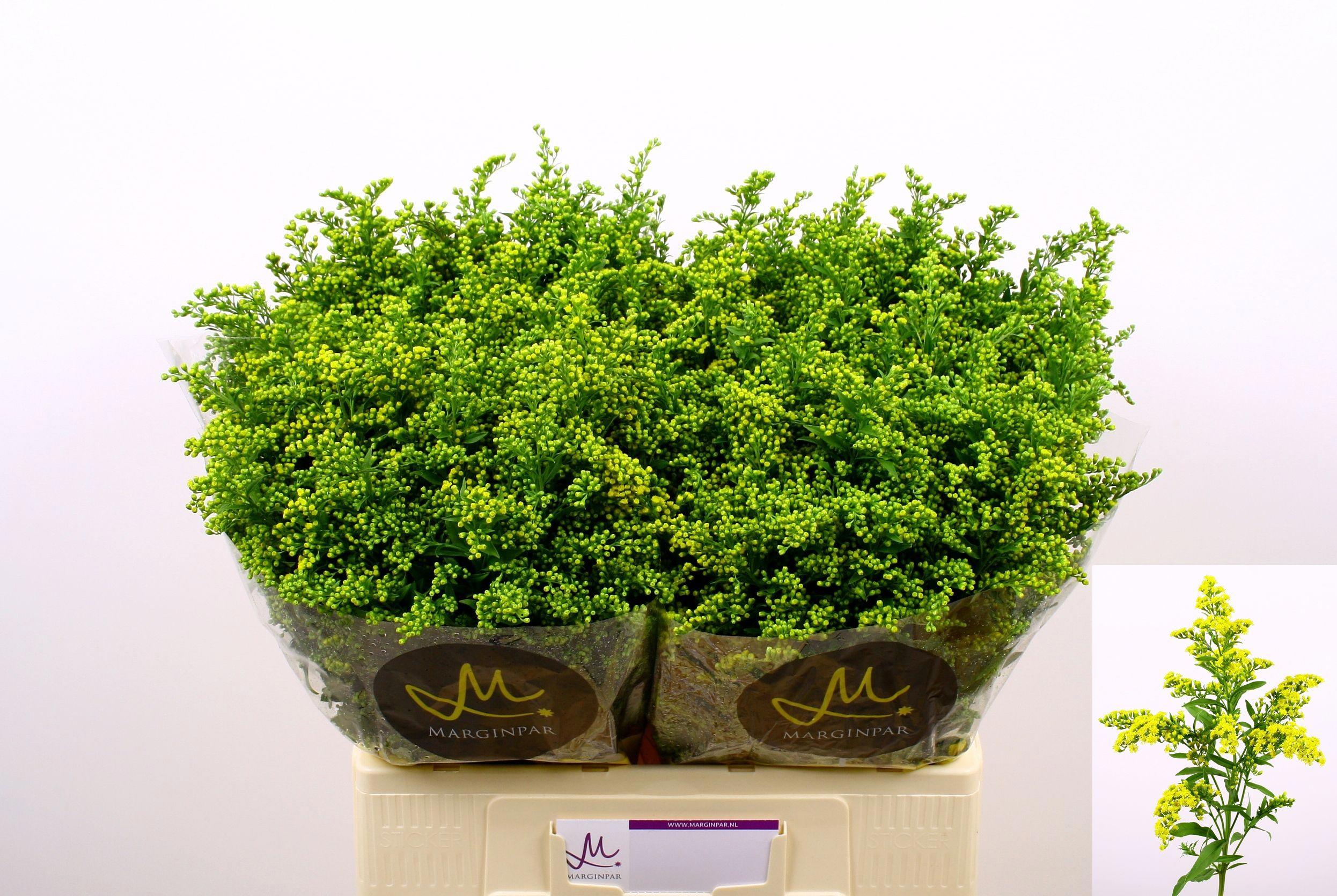 25x Solid.carzan glory 60cm