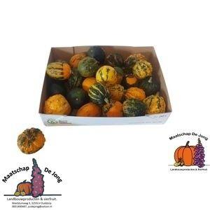 20x Sf cucurbita wratten mix var. 10cm