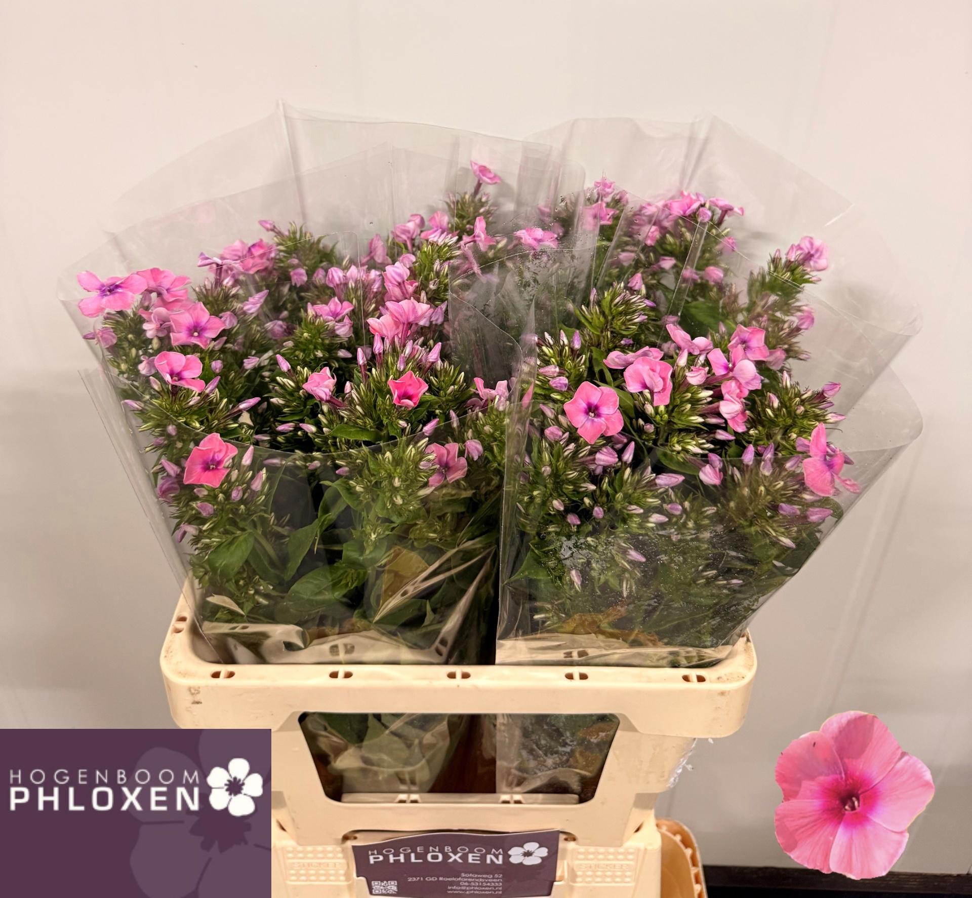 20x Phlox kiki 60cm