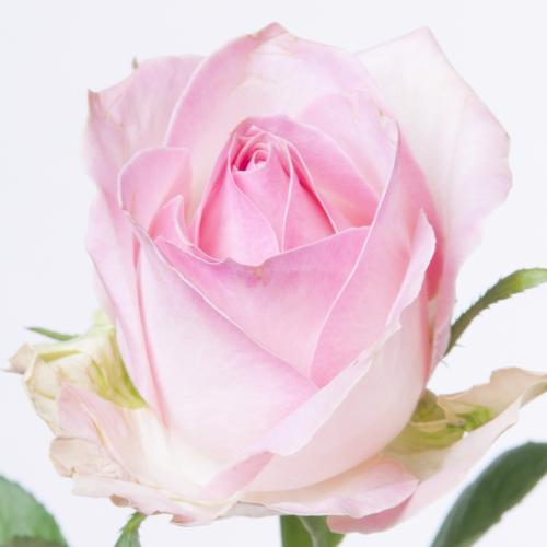 20x Rosa avalanche sorbet+ 60cm