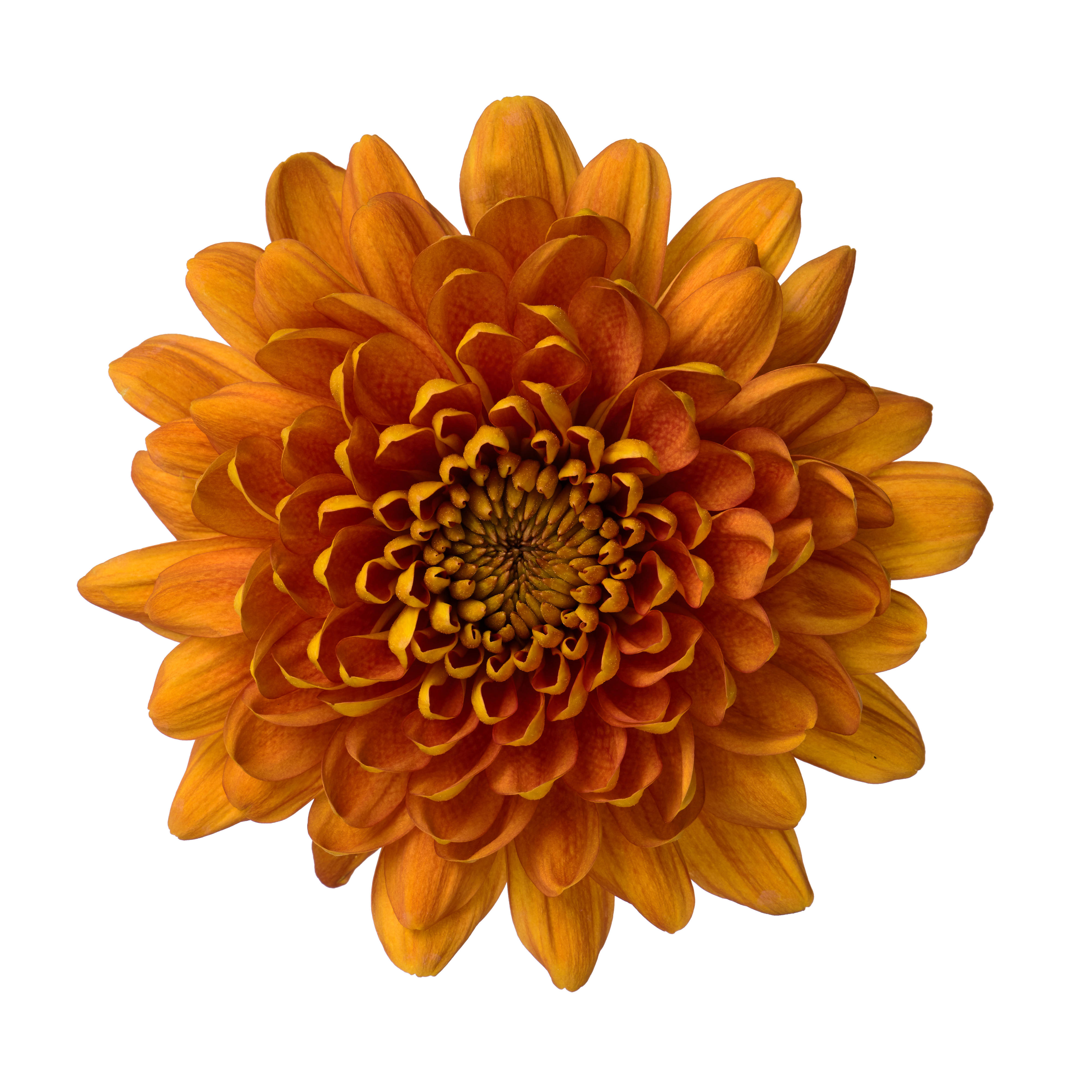 10x Chrysant bellavista 70cm