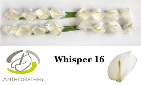 16x Anth.whisper 10cm