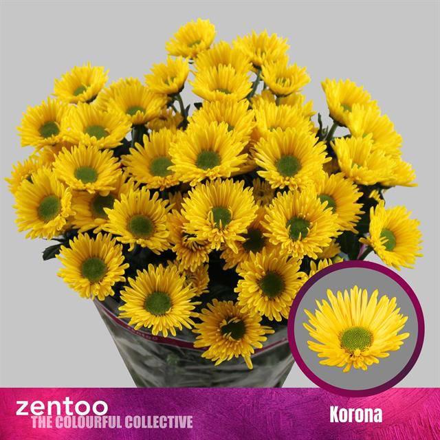10x Chrysant korona 70cm