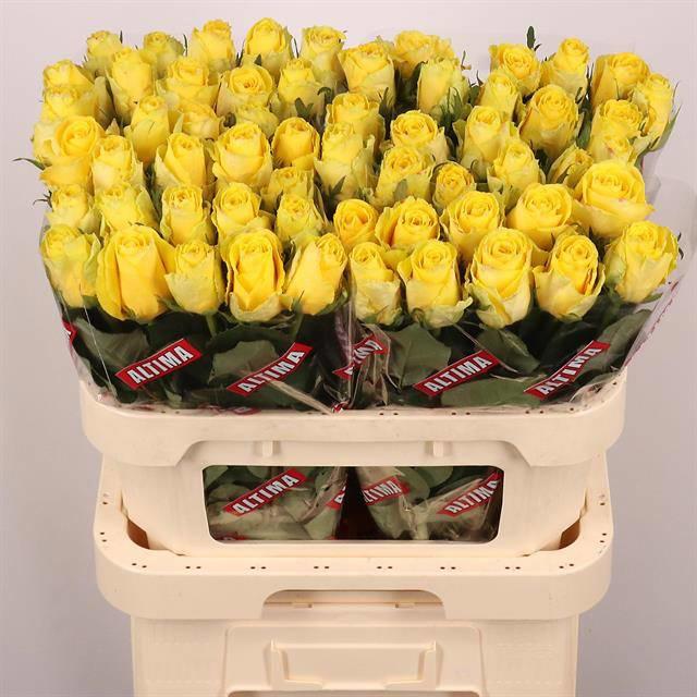 20x Rosa good times 80cm