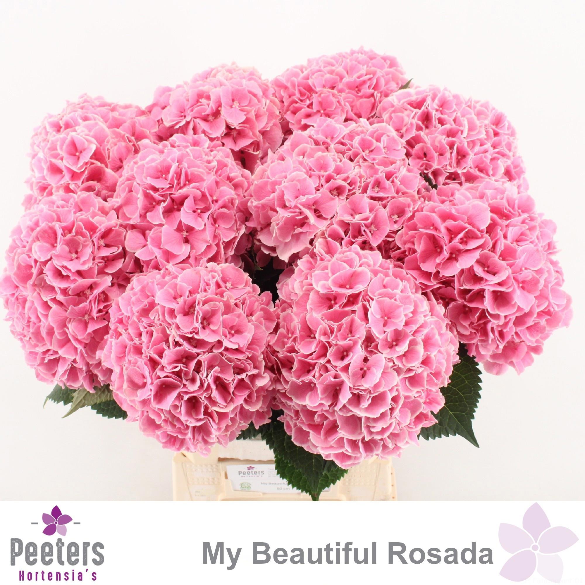 10x Hydr.my beautiful rosada 60cm