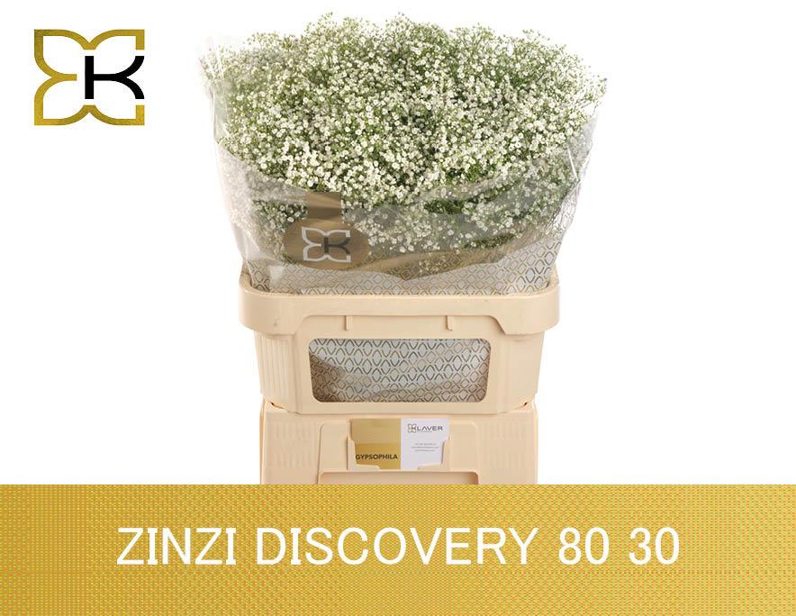 25x Gipskruid zinzi discovery 80cm