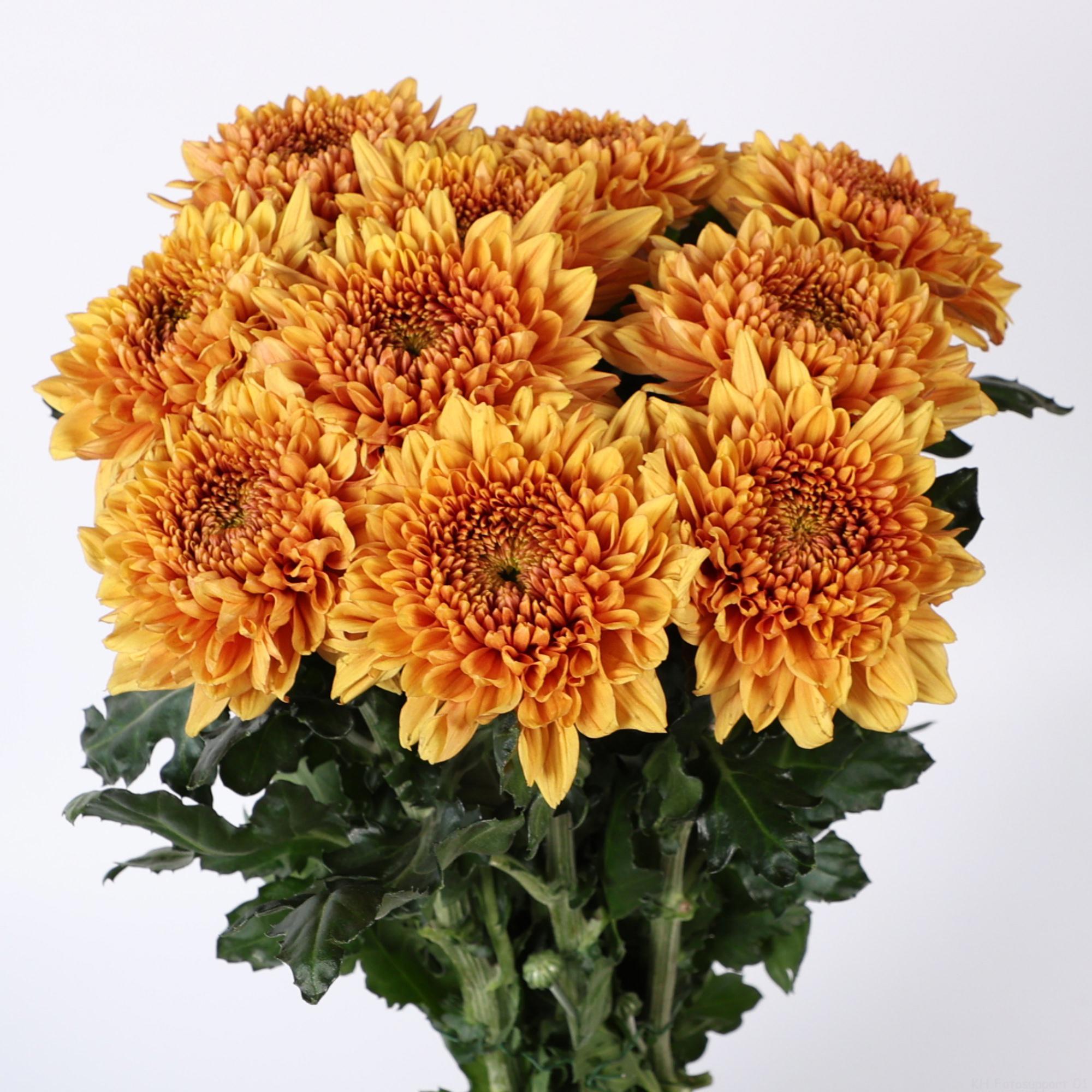 10x Chrysant jackfruit g 70cm