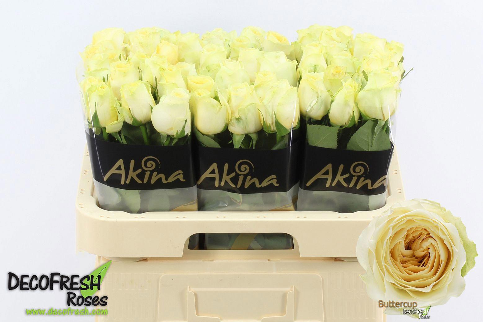 10x Rosa buttercup 60cm