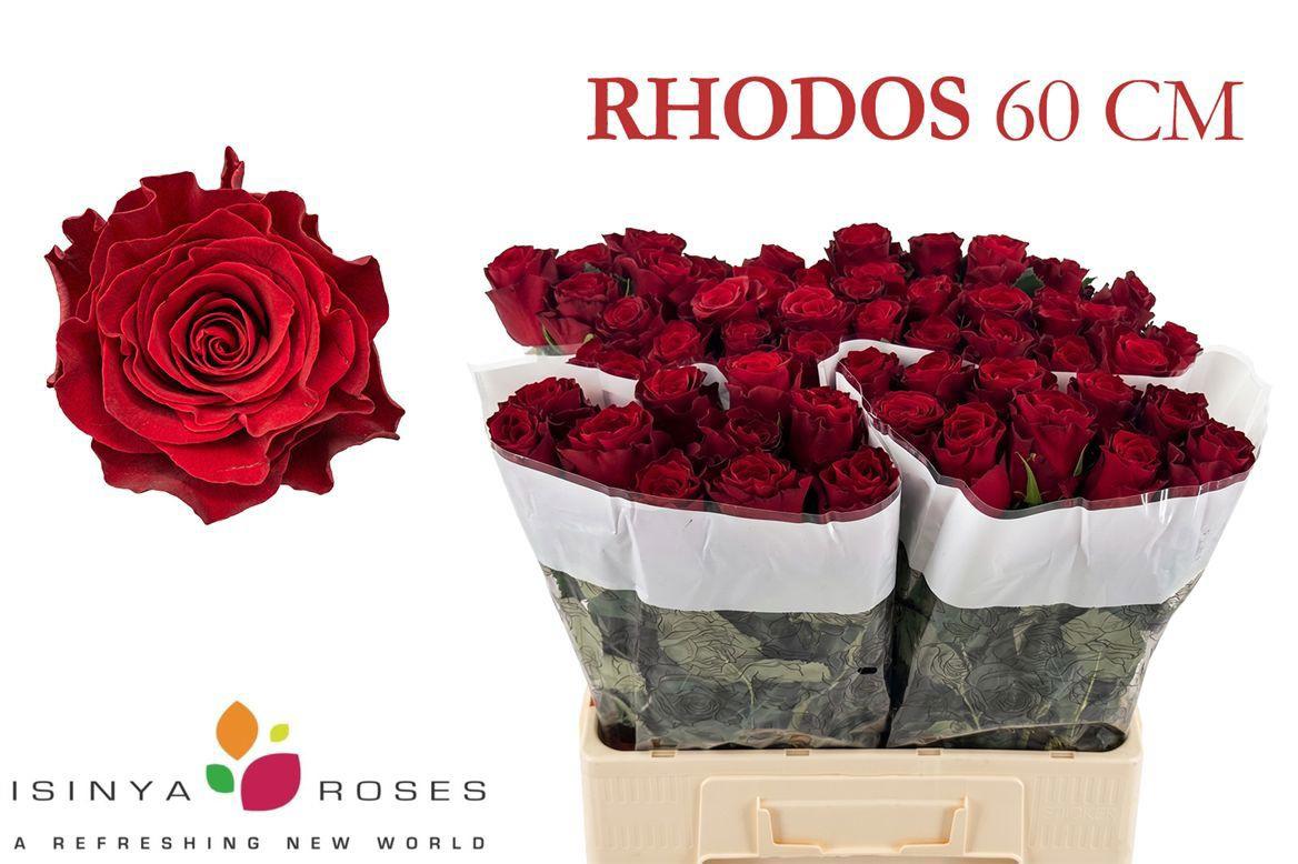 20x Rosa rhodos 60cm