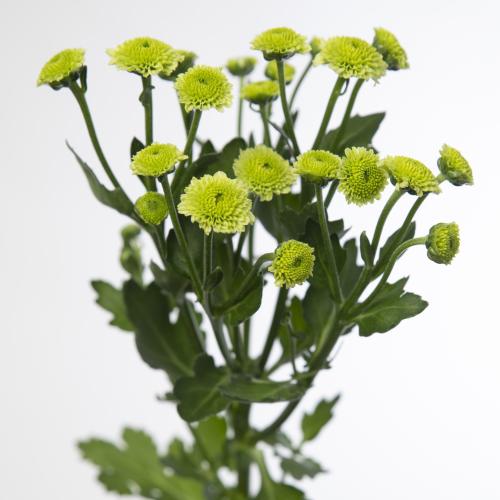 25x Chrysant san.madiba minty boane ponpon 50cm