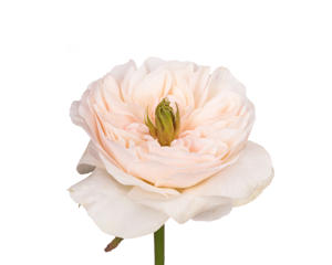 10x Rosa tinkerbell 60cm