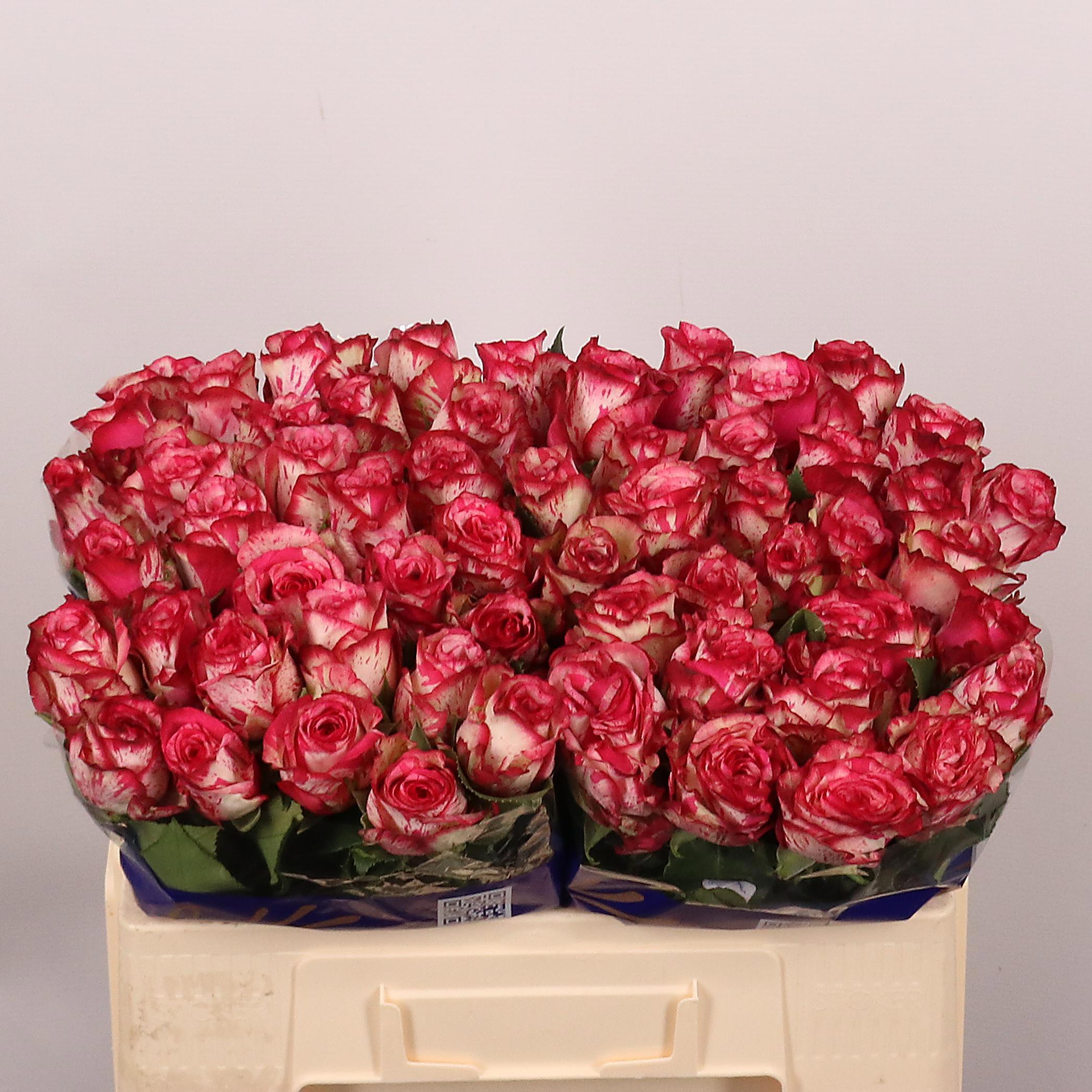 10x Rosa barracuda 50cm